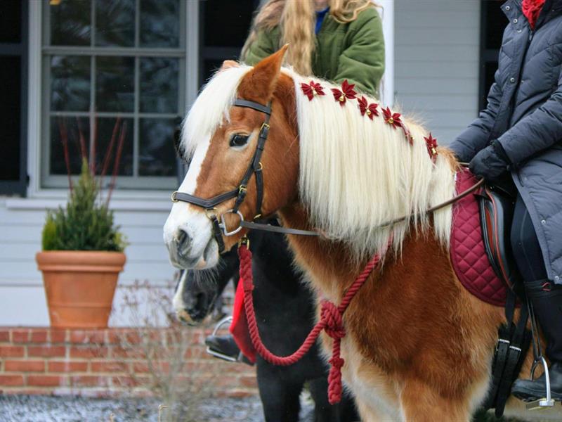 Promenades en poney