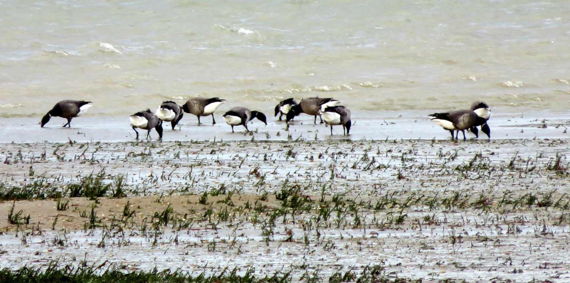 Balade sonore à l’écoute des oiseaux
