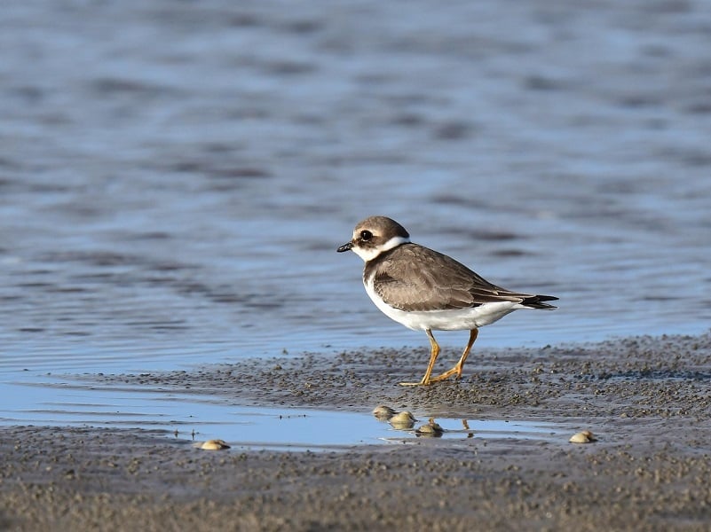 Ca vole dans l'estuaire