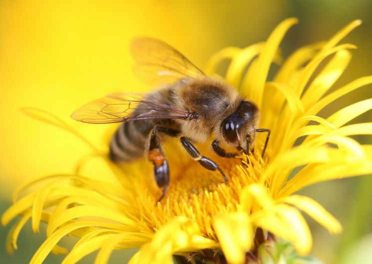 FÊTE DE L’ABEILLE