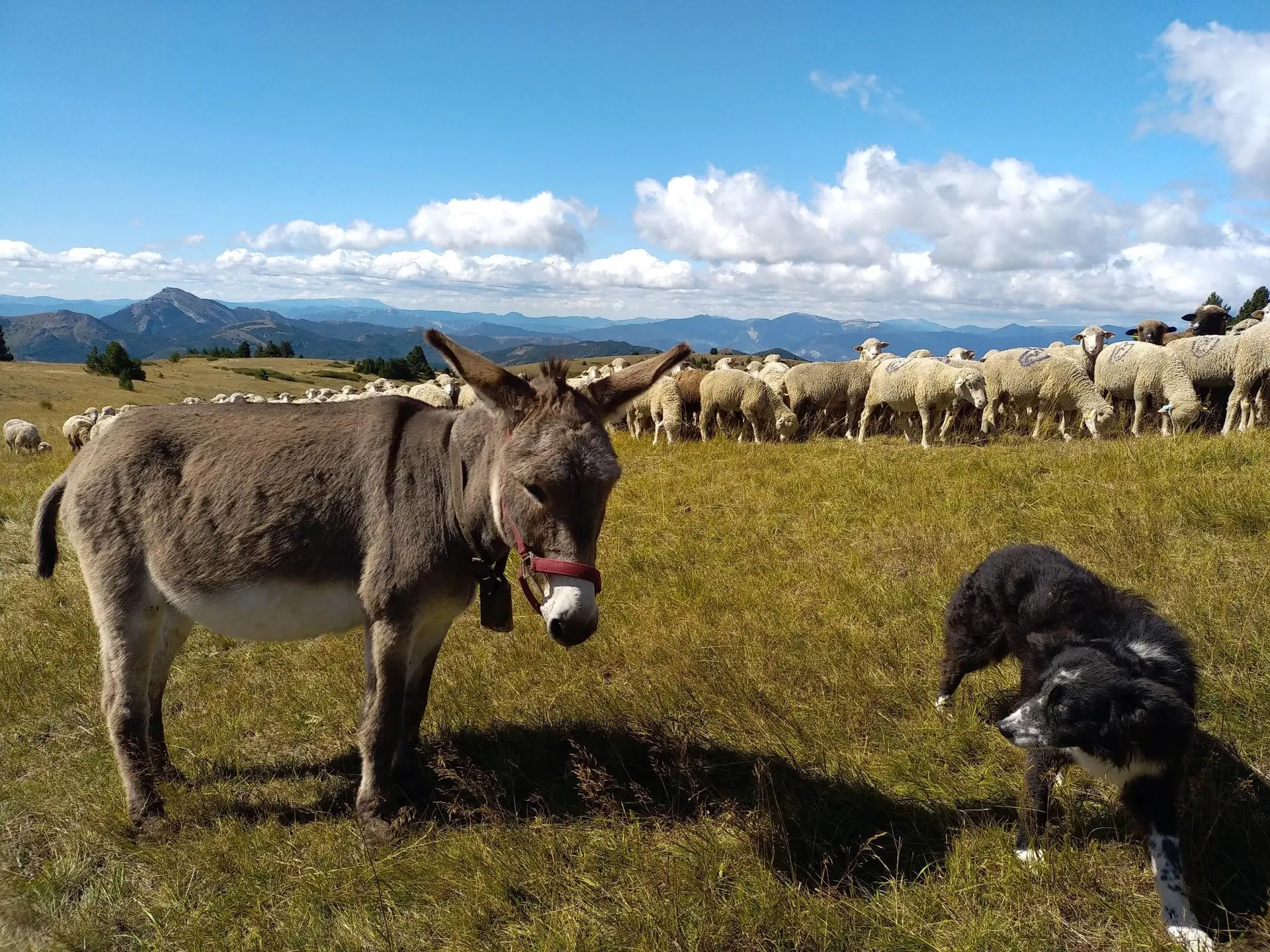 Rencontre avec un berger a Céüze