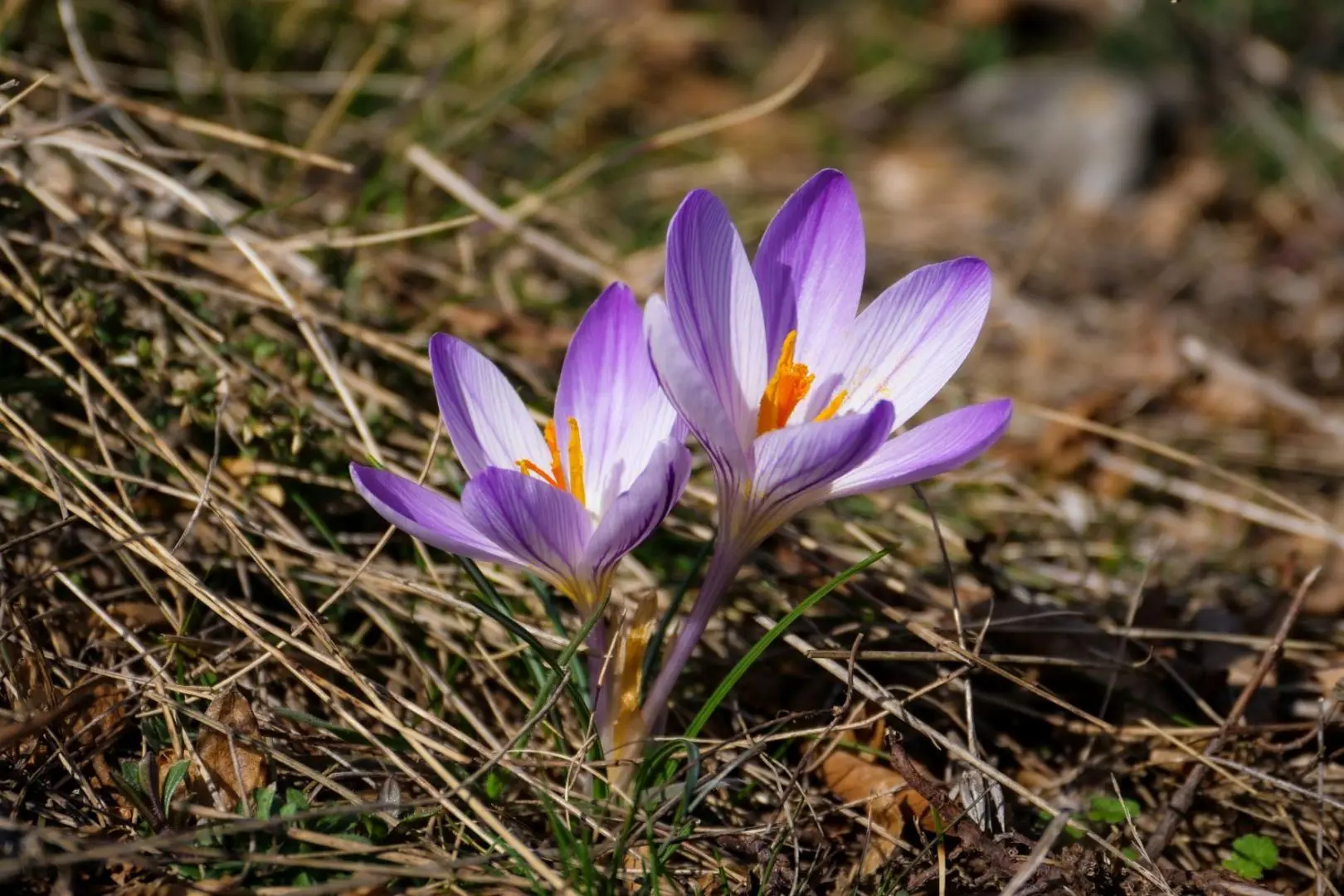 Animation parc naturel "Découverte de la mythologie et des plantes"