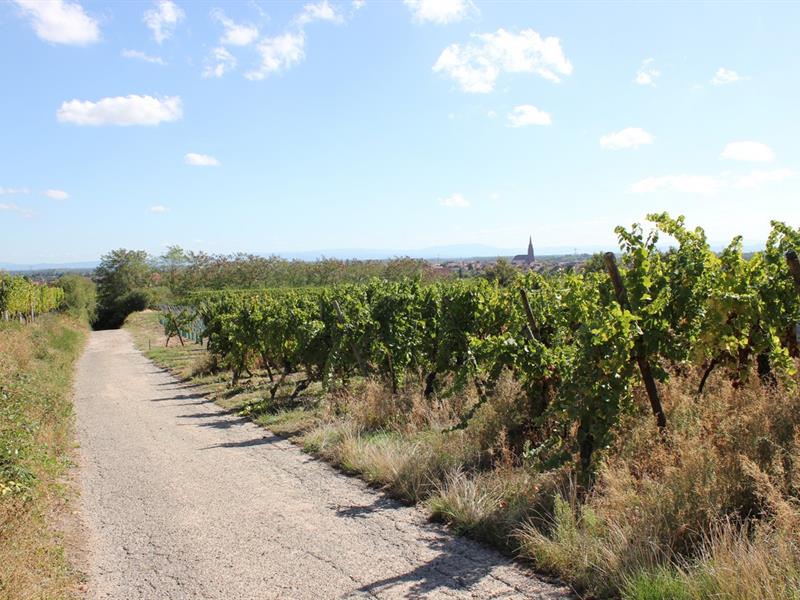 Petit-déj' en calèche : déambulation au coeur de la vigne