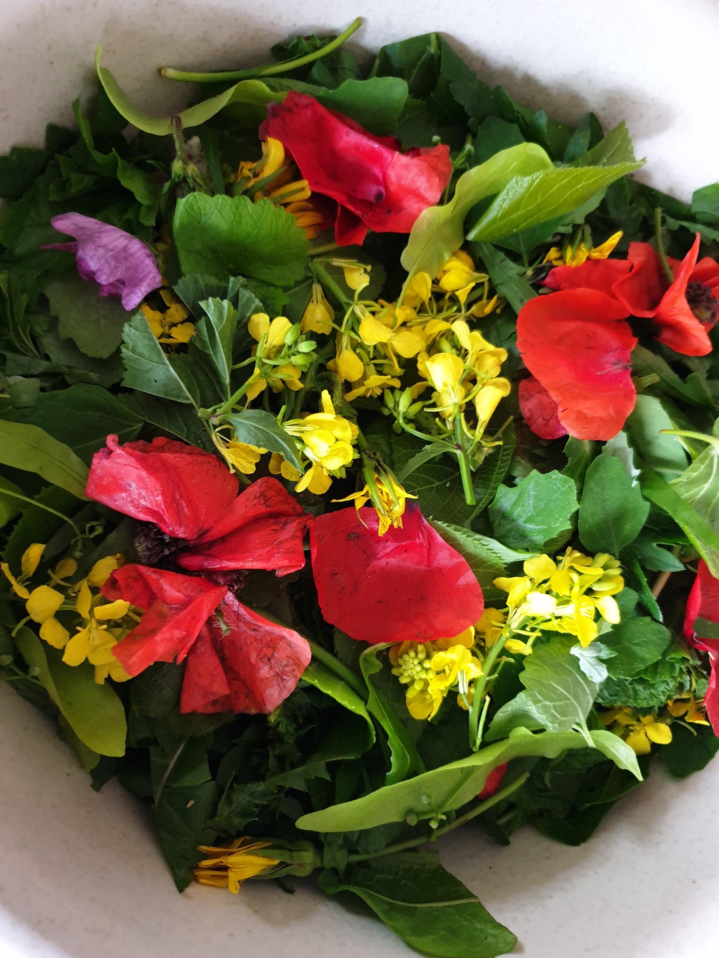 Journée découverte et utilisation des plantes sauvages comestibles et médicinales