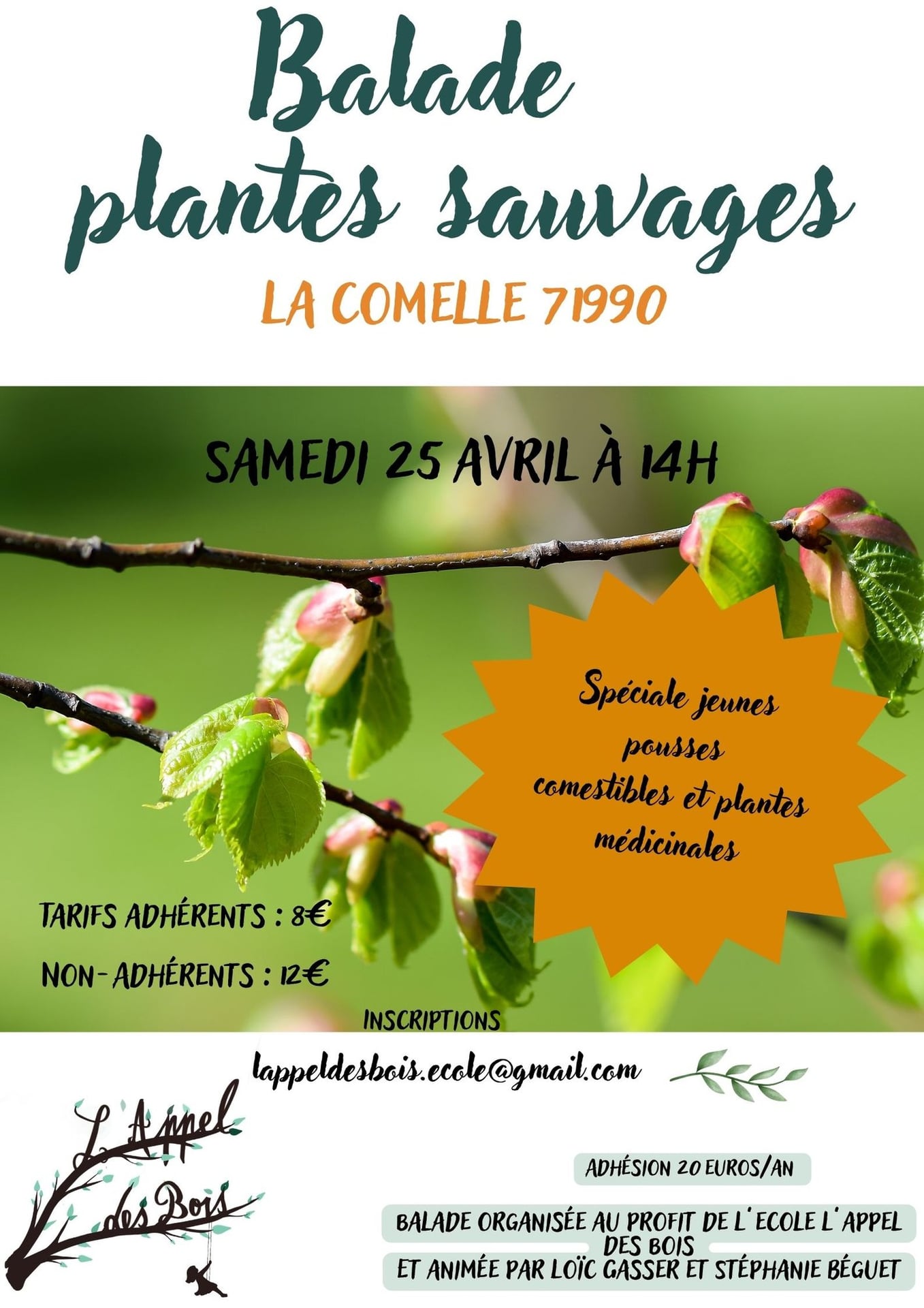 Balade reconnaissance plantes sauvages comestibles et médicinales