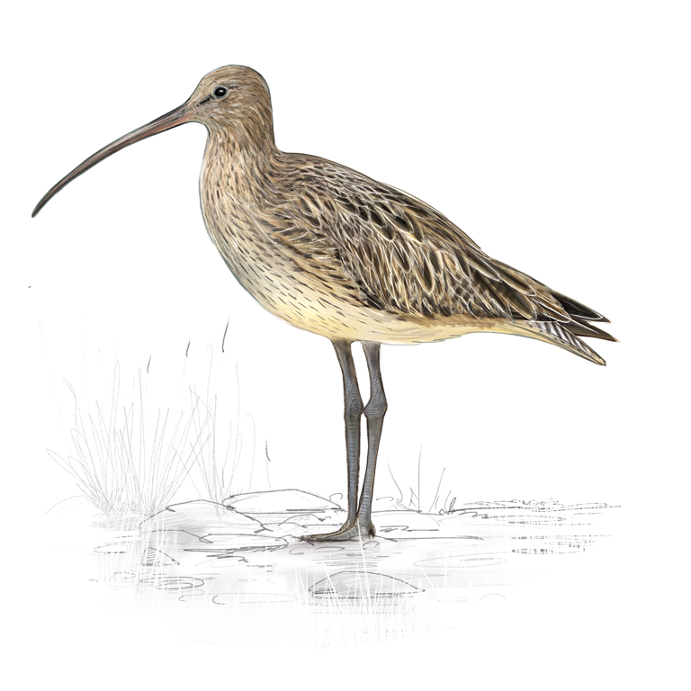 Les Oiseaux de la confluence Aisne - Aire