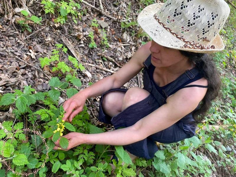 Balade nature botanique plantes sauvages