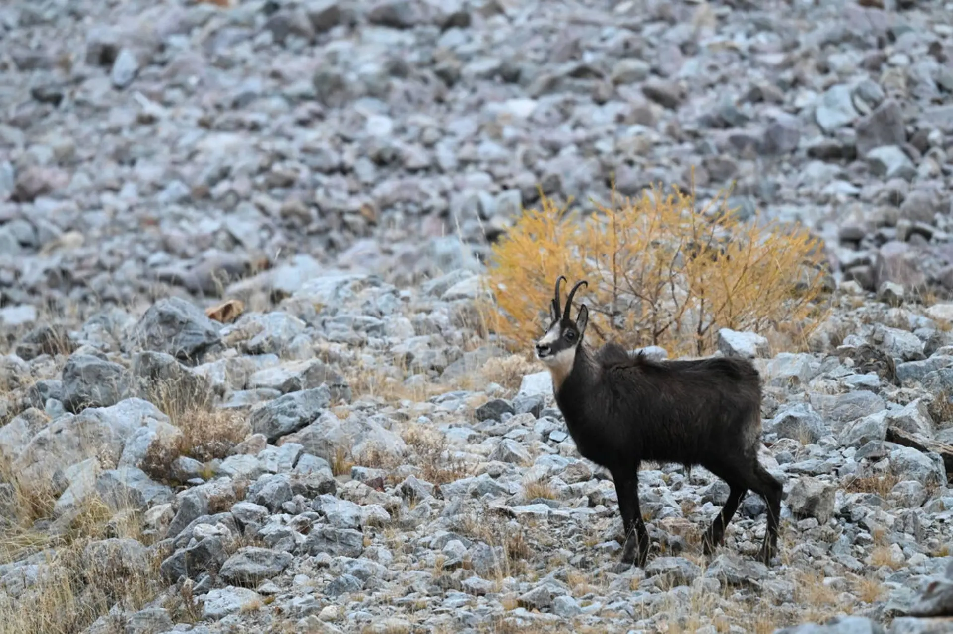 Chamois, antilopes des montagnes