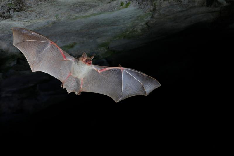 Sortie nature - A l'écoute des chauves-souris