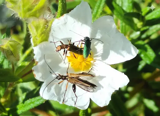 Balade - La danse du printemps
