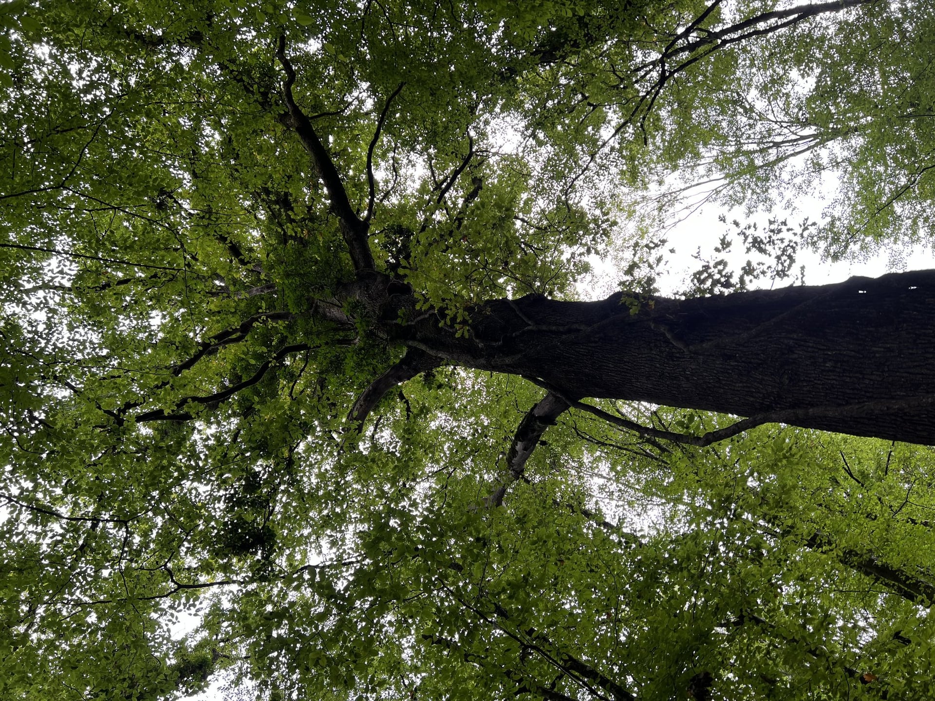 Sortie nature : L'arbre, ma vision d'artiste