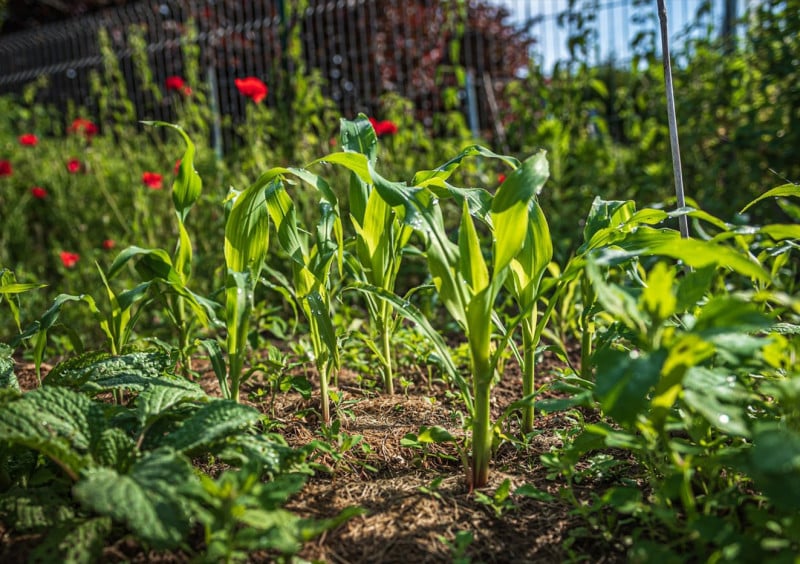 Événement Nature & Vous - Secrets et astuces d'un potager au naturel