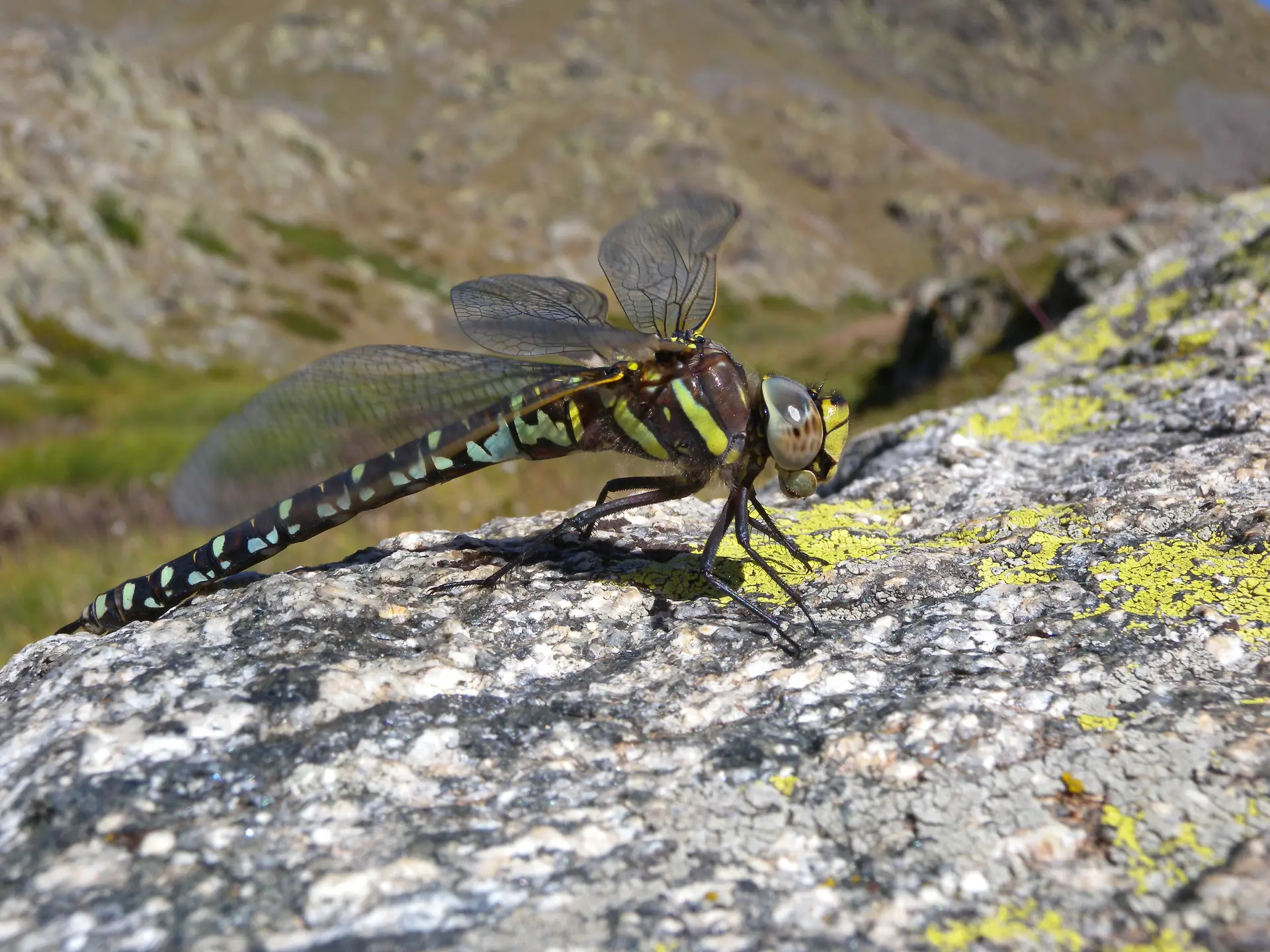 Découverte de la biodiversité du golf de Barcelonnette