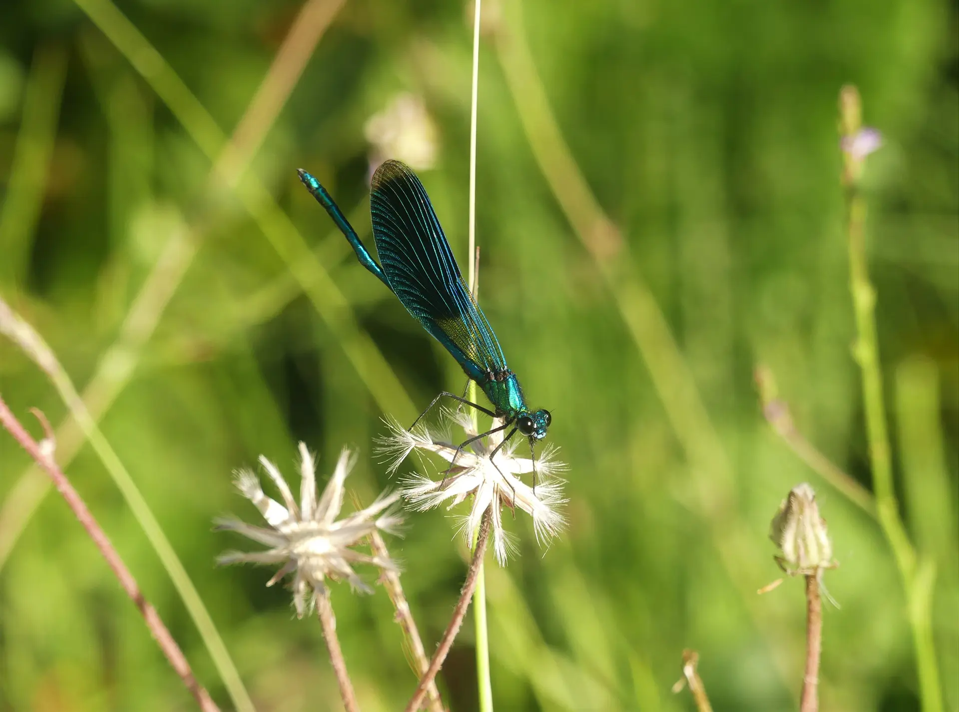Balade sur les insectes à l'Etang de La Bonde