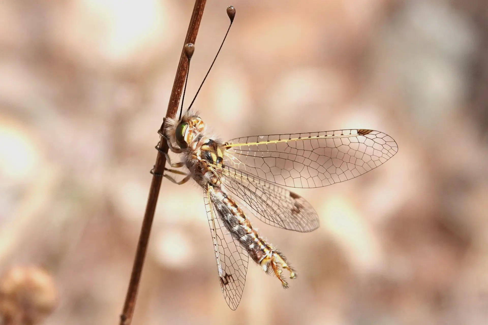 Les insectes du coussoul