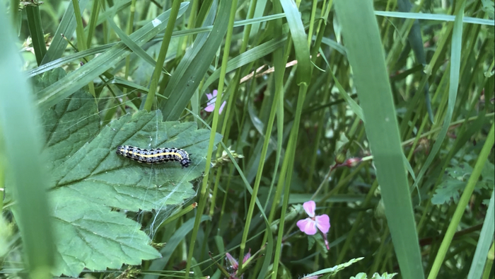 Du gourmand à l'élégant, qui suis-je ?