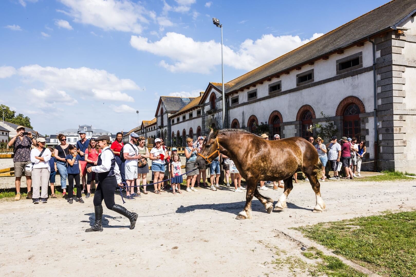 Concours départemental du cheval breton
