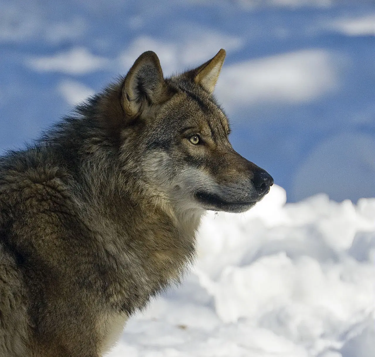 À la découverte du loup