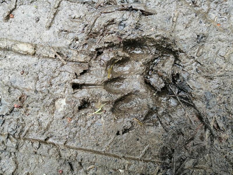 Sortie : traces et indices dans l'Ill*Wald