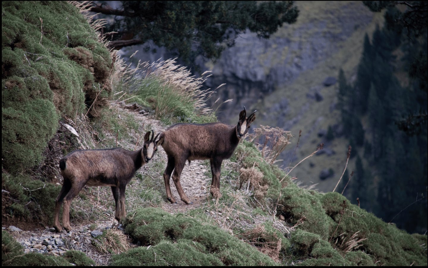 Randonnée : l'isard des Pyrénées