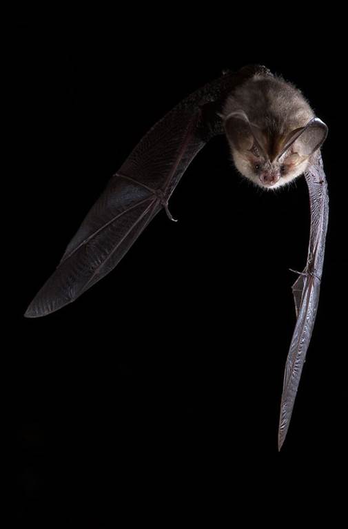 Quand la nuit s’anime : à la rencontre des chauves-souris