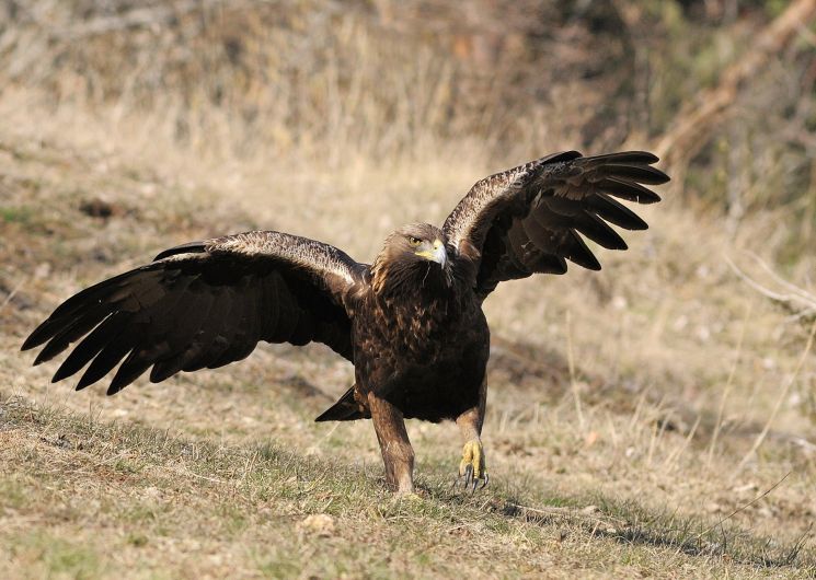Balade à la découverte des rapaces
