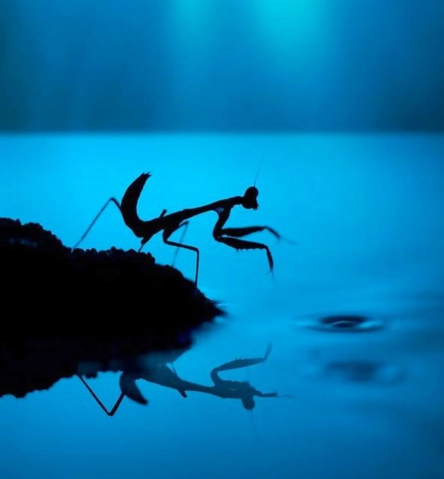 Rendez-vous nature « Étoiles et insectes »  - Le Naturoptère