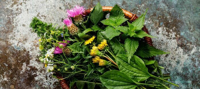 Balade plantes sauvages comestibles