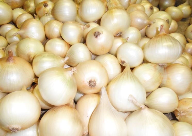 18ème Fête de l’Oignon et du Pélardon