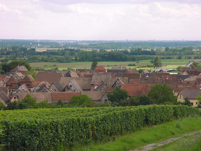 Visite commentée du Sentier viticole de Bergheim