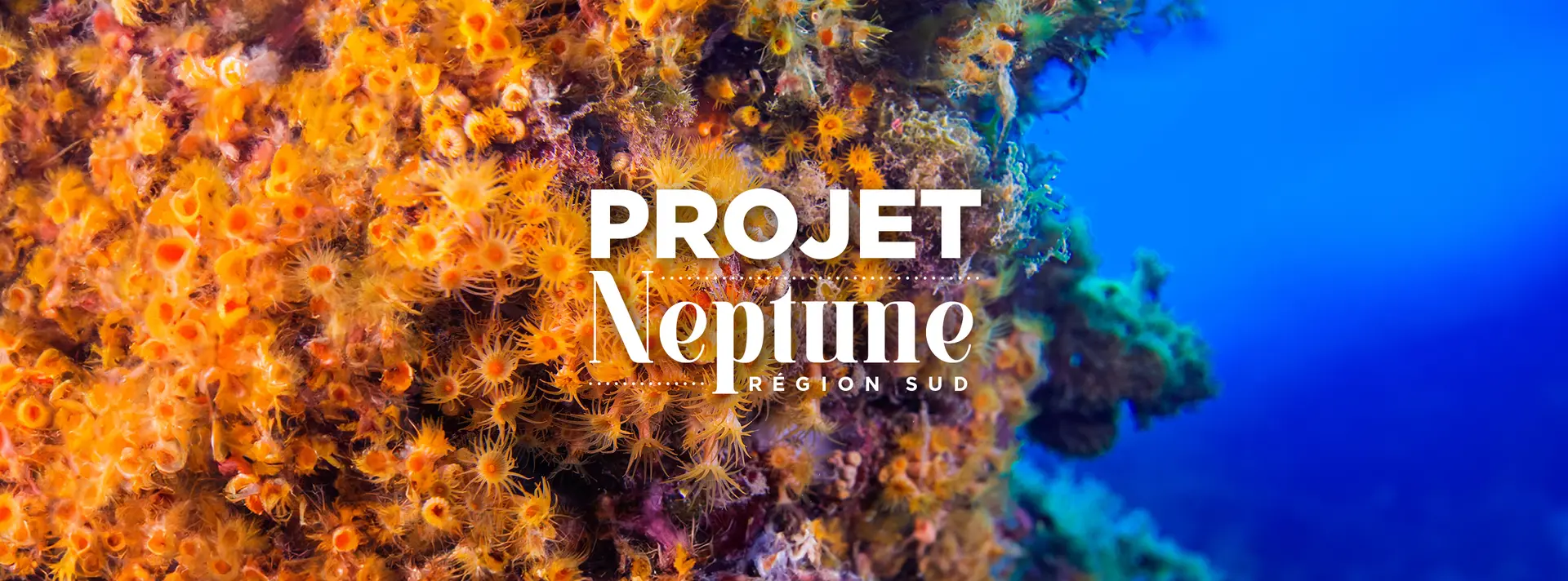 Projet Neptune : une odyssée sous-marine méditerranéenne accessible pour tous