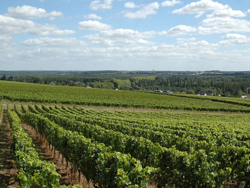 Balade dans les vignes et dégustation