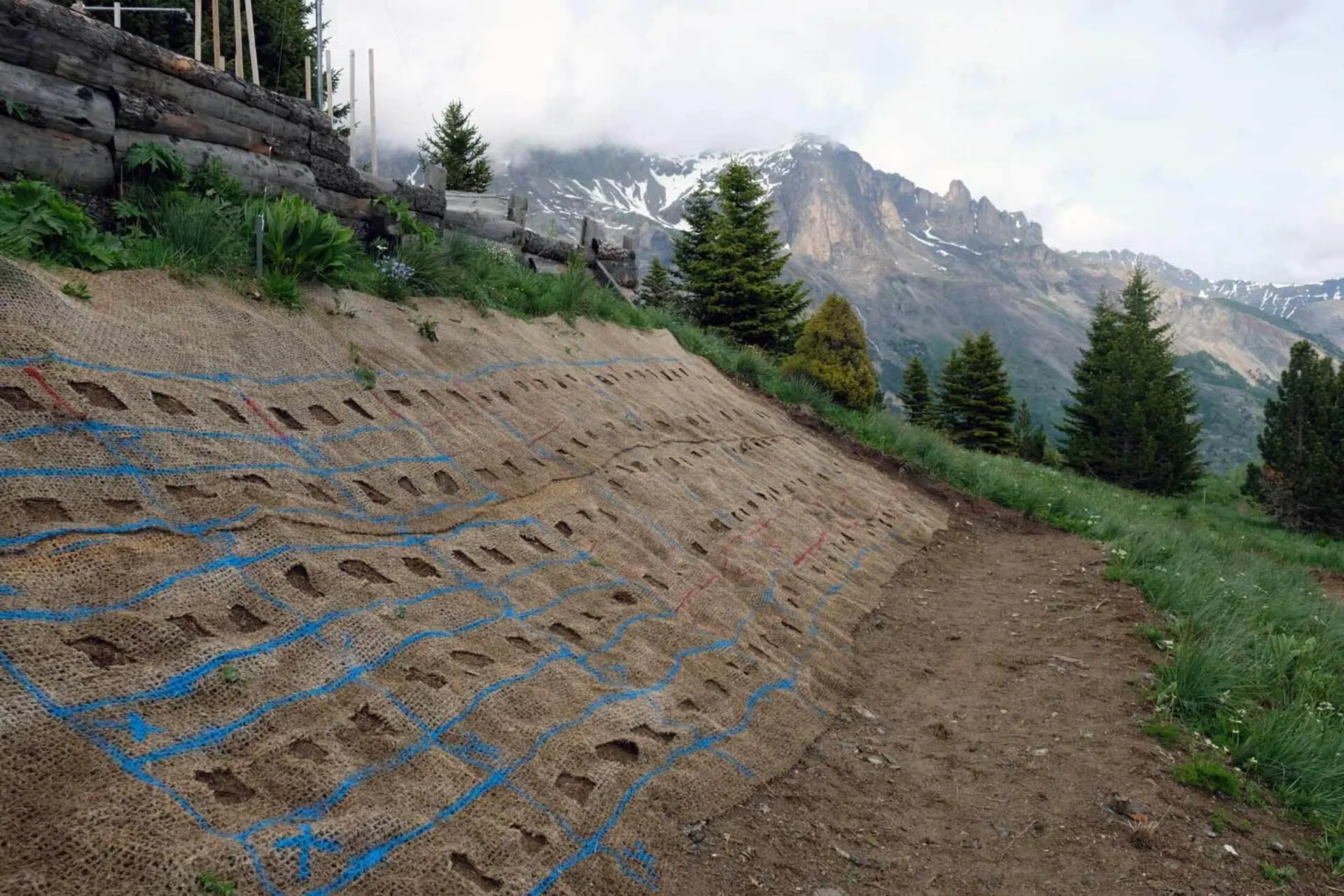 Restaurer les talus de montagne, semences sauvages ou commerciales ?