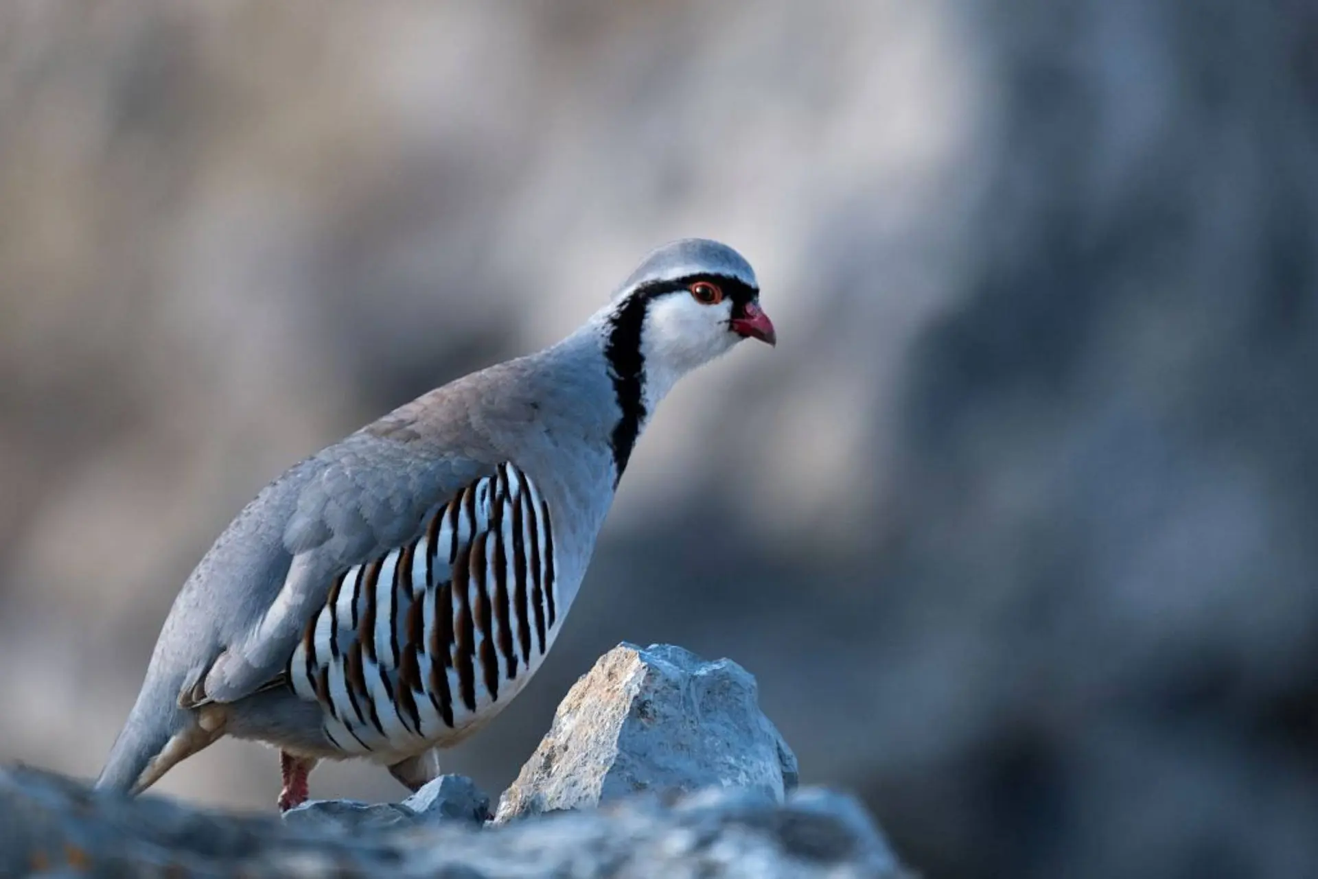 Conférence : les galliformes de montagne