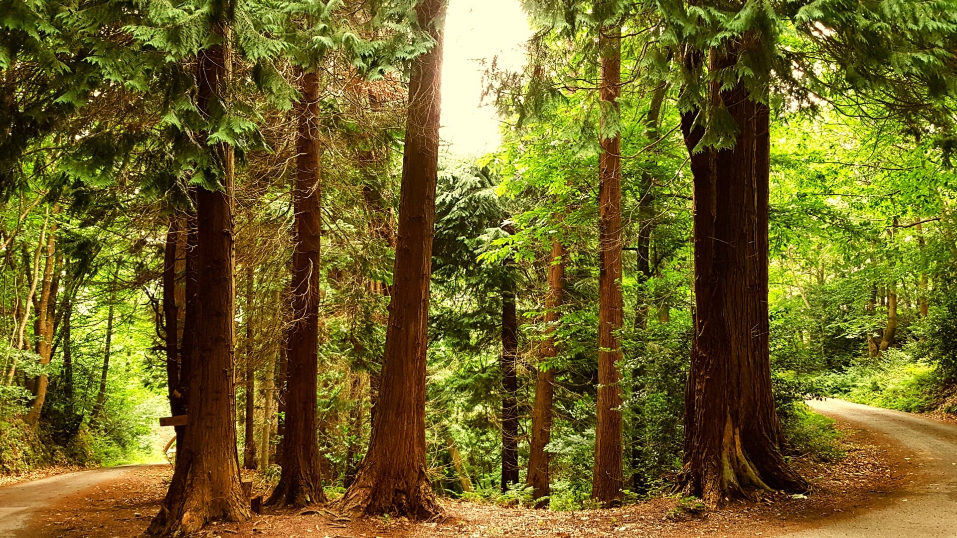 A la rencontre des arbres