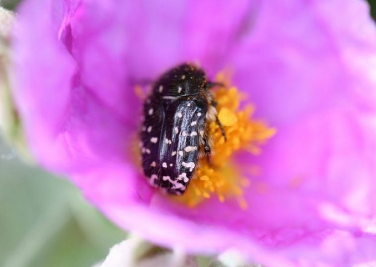 Fête de la nature – Découverte des insectes pollinisateurs