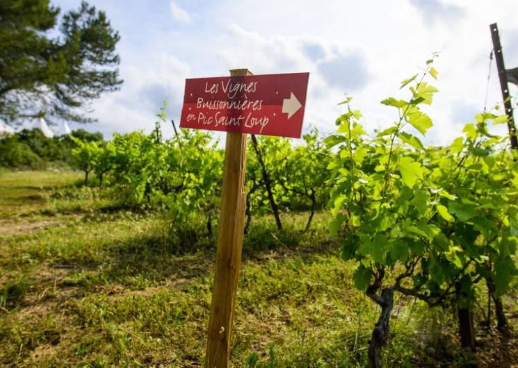 Les Vignes Buissonnières 2026