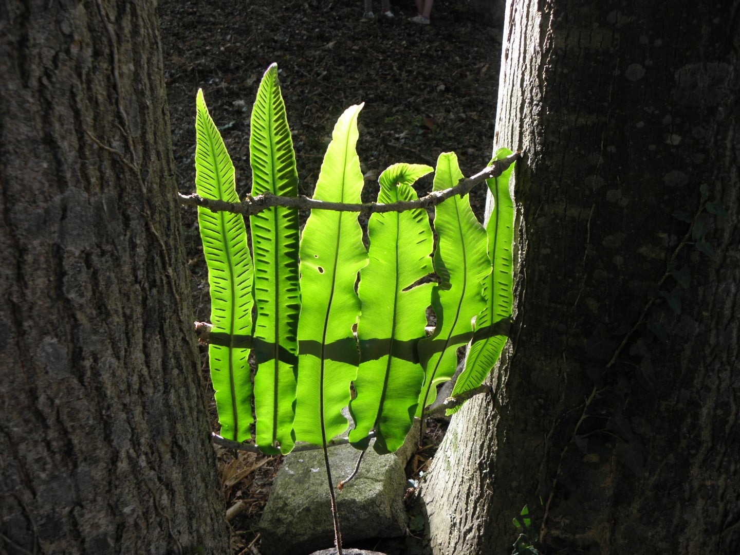 Artiste de nature