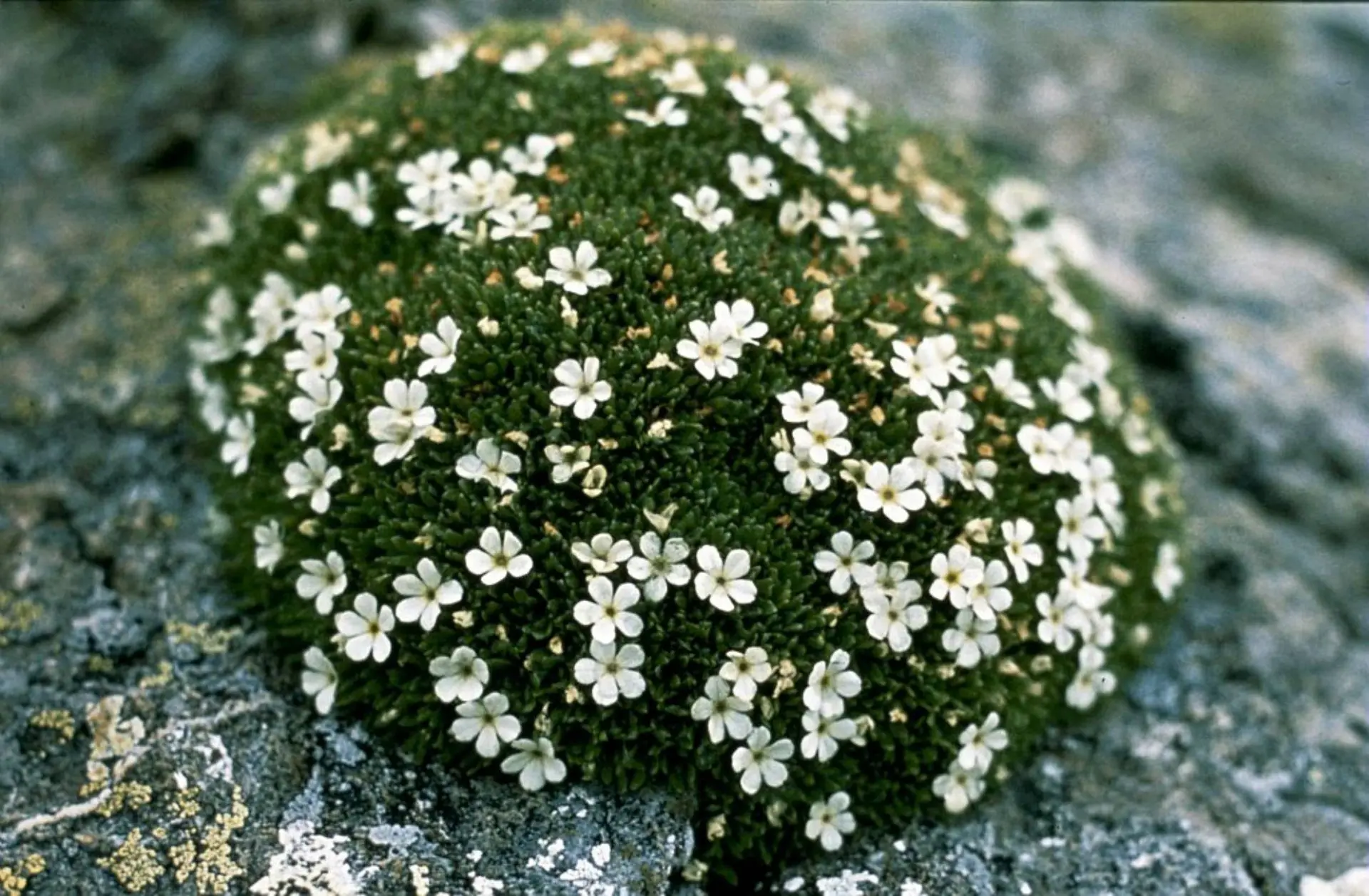 Conférence : l'adaptation des plantes à l'altitude