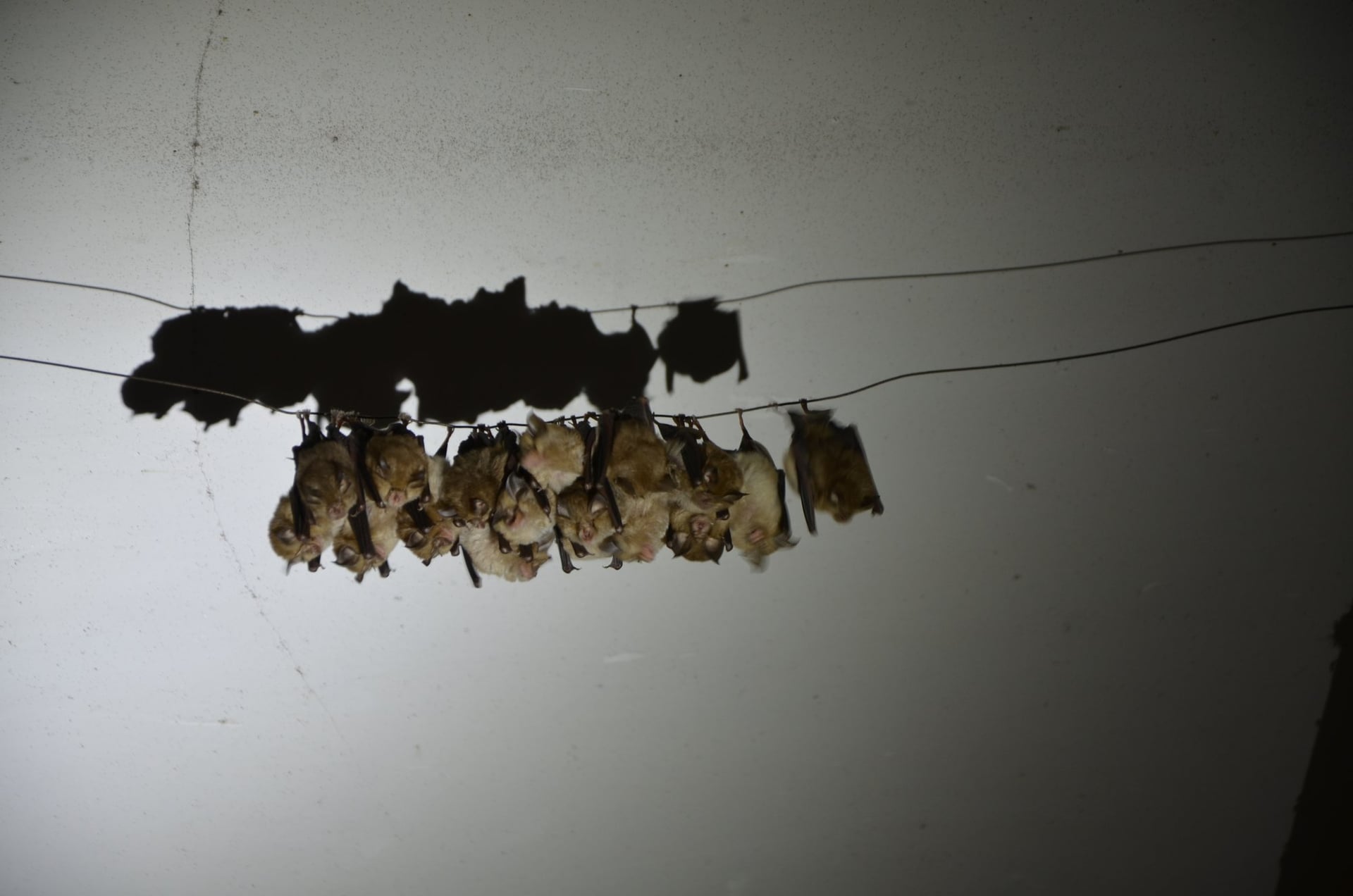 Nuit de la chauve-souris à Limanton, Mardi 21 juillet