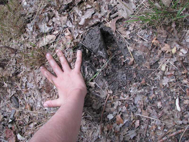 Instants Nature - Sentier "Traces et indices"  à la Maison de la Chasse et de la Nature