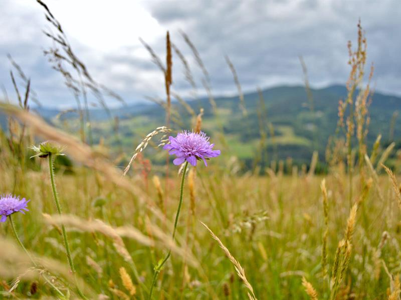 Balade pastorale à la Graine Johé