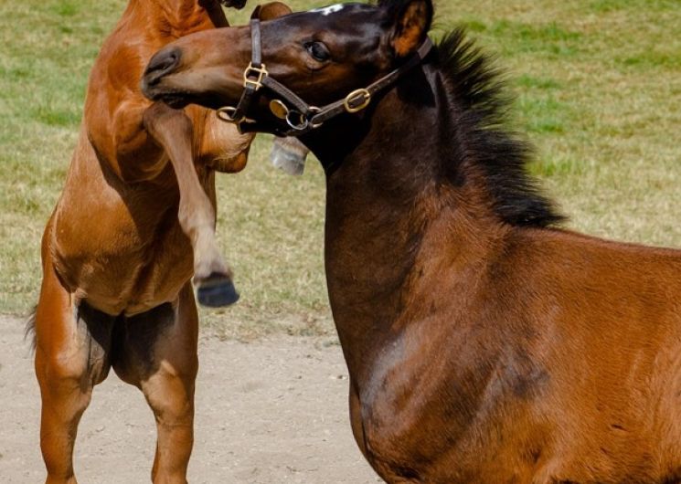 Les Automnales au Haras d’Uzès