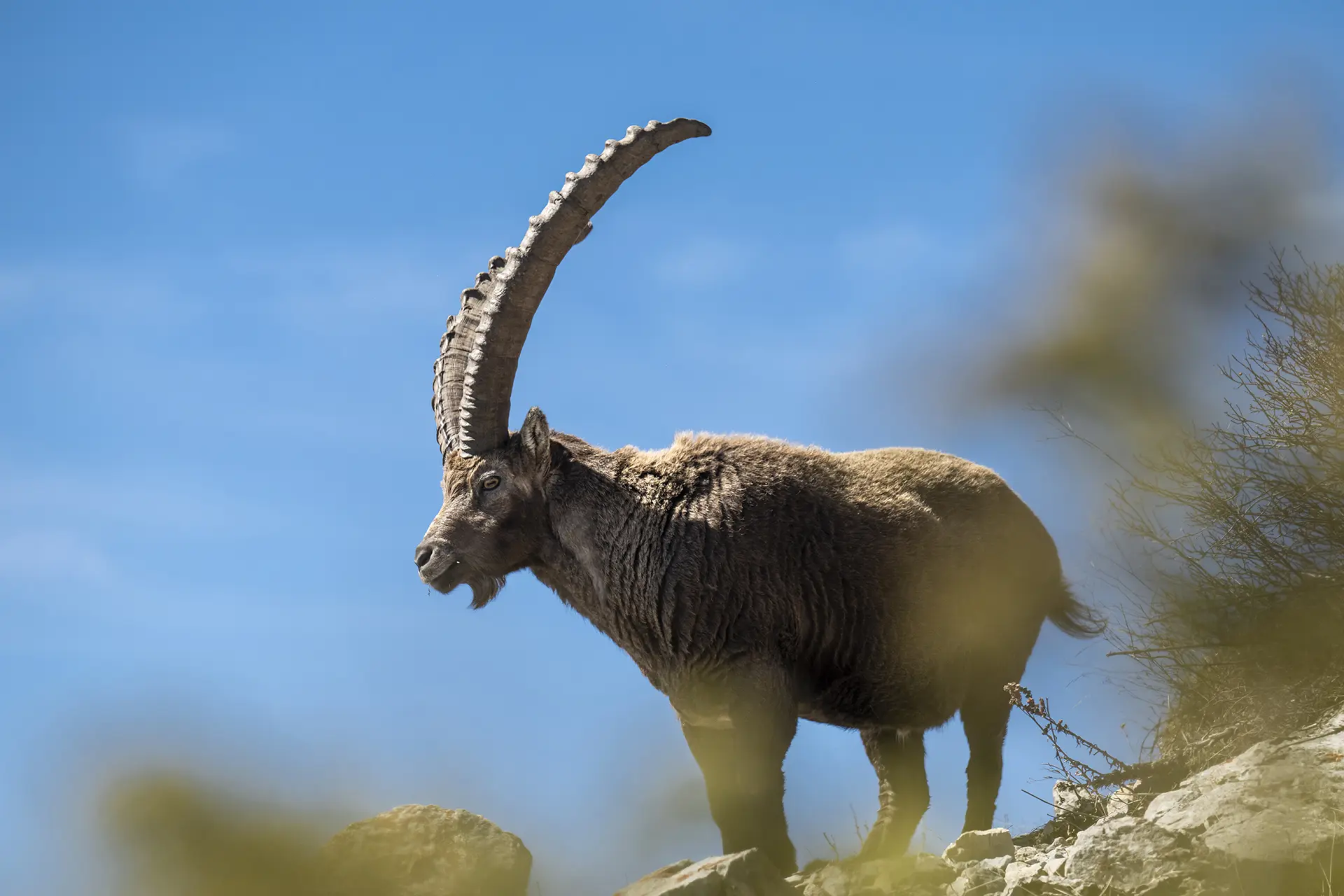 Les Dimanches du Sauze : Sortie avec accompagnateur en montagne - Randonnée sur la terre des bouquetins