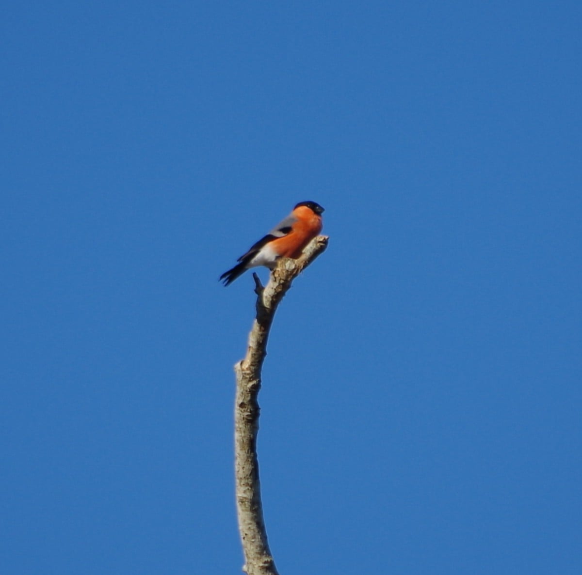 Balade nature oiseaux