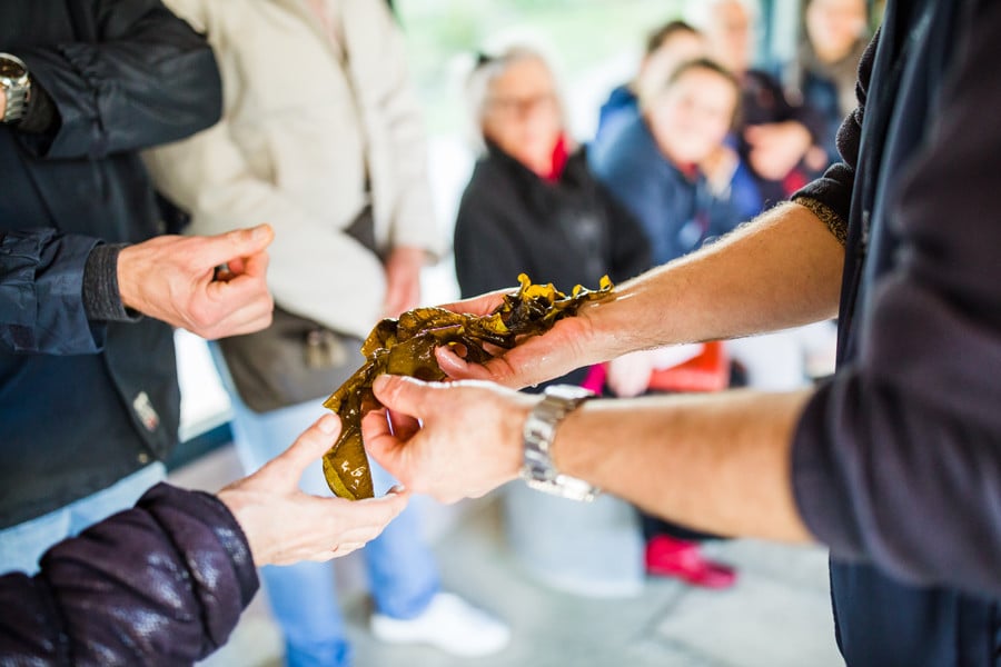 Sortie algues à marée basse