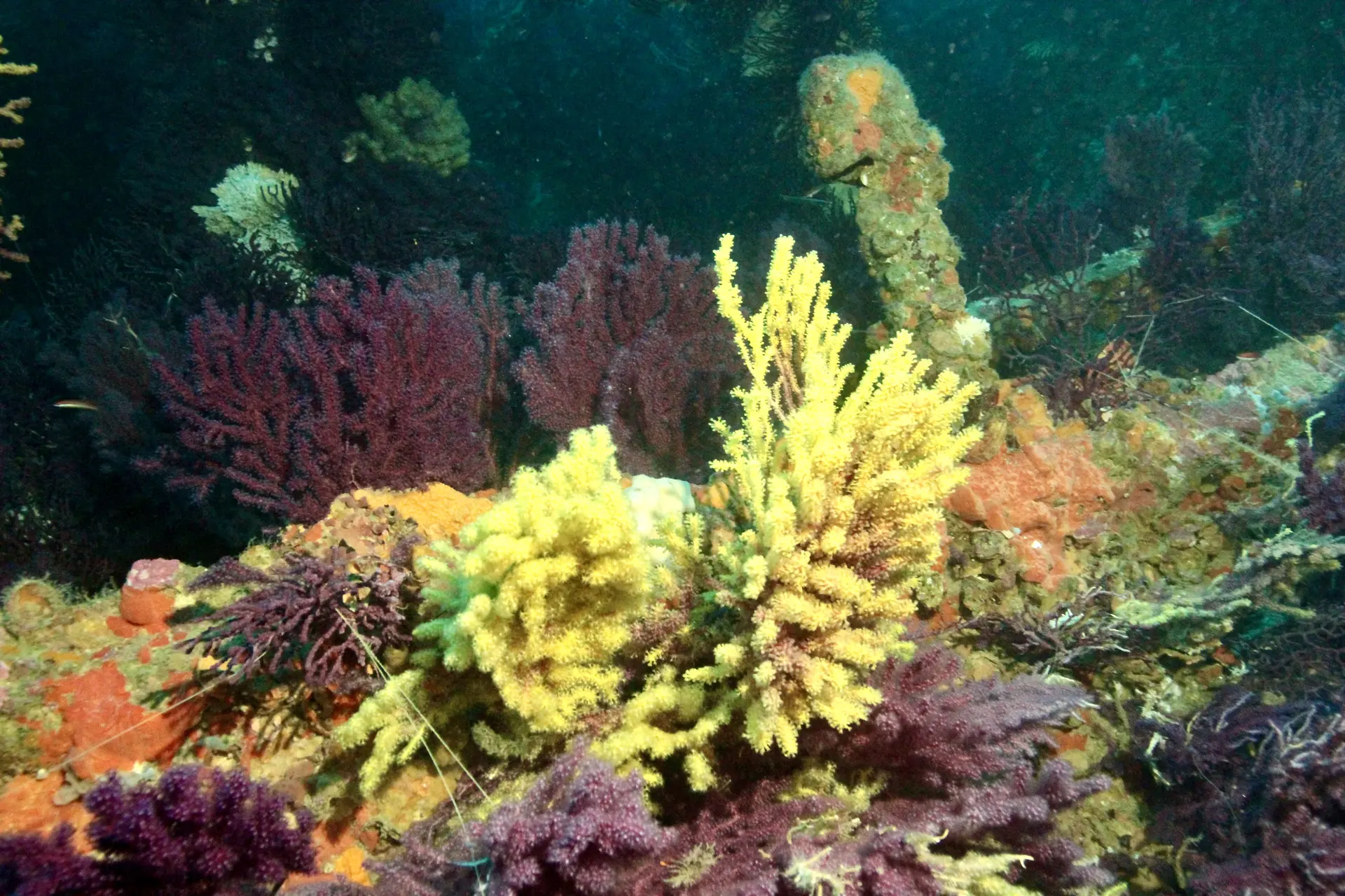 Écran nature : Sous la surface - les trésors vivants de Porquerolles