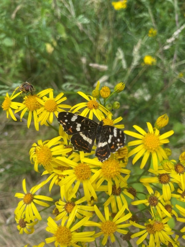 Balade "Insectes, papillons, coccinelles et compagnie"