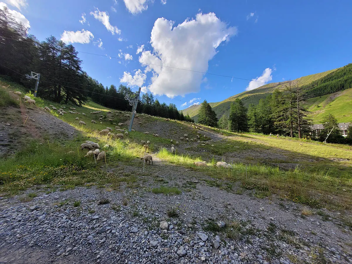 Journée en alpage