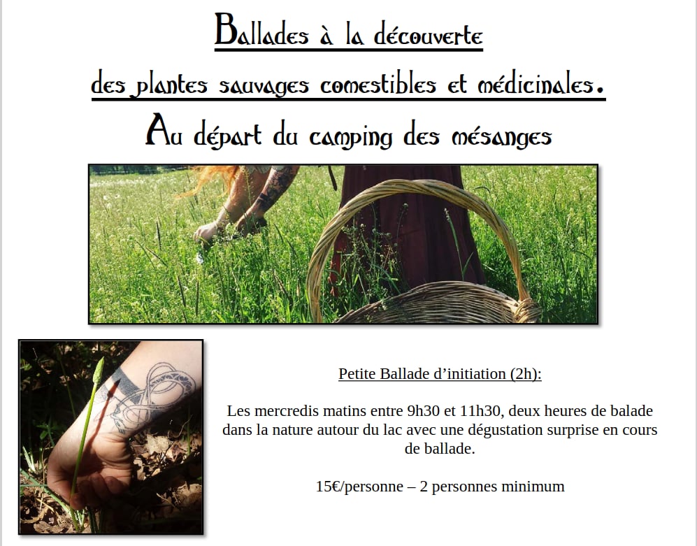 Balade à la découverte des plantes sauvages comestibles et médicinales
